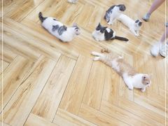 -遇见羊驼·奶狗咖·布偶猫咖·法斗柯基柴犬阿拉斯加(春熙路太古里IFS店)