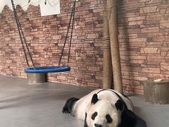 -东莞香市动物园