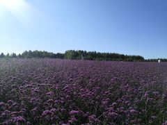 -北纬44度·金珠花海休闲农业旅游景区