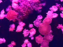-珠海长隆海洋王国