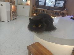 -喵园·猫主题咖啡厅·撸猫·猫咖(国贸店)