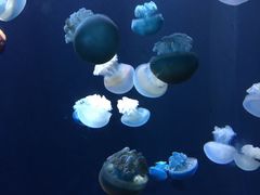 -新加坡海洋生态馆