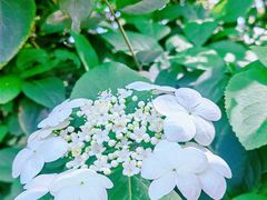 -陆家嘴中心绿地