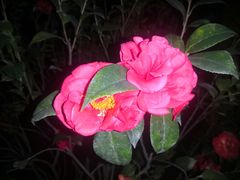 -深圳国际园林花卉博览园