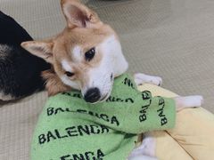 -逗柴咖啡屋·狗咖猫咖宠物桌游