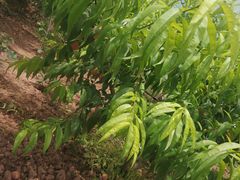-桃源山庄·水蜜桃采摘·柴火鸡·烧烤团建(龙泉山店)