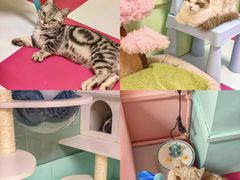 -猫宠乐园·专业洗护