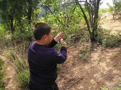 -鲁山国家森林公园