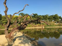 -鹤之洲湿地公园