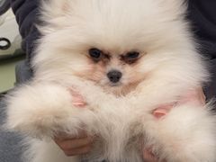 -瑞派康怡24h宠物医院·犬猫医疗中心·微创绝育(瑞景分院)