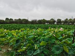 -武汉紫薇都市田园