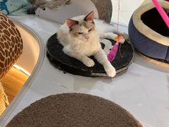 -COLOR PETS 撸猫馆·购猫·猫咖(长风大悦城店)