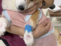 -美联众合动物医院·24h转诊中心