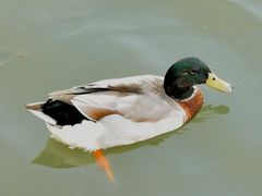 -五缘湾湿地公园