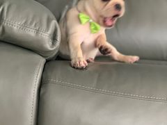 -BABYDOG宝贝狗宠物乐园(欧洲城店)