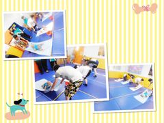 -兜莱·亲亲袋鼠国际早教