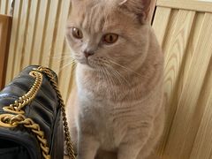 -Catmate·猫肥家润(金润铂宫店)