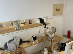 -李小姐の猫咖啡馆(五角场店)