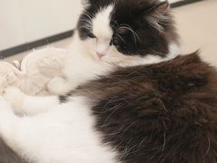 -共舞时光猫咖·狗咖(新街口店)