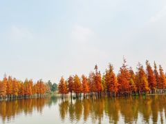 -白鹭湾湿地公园