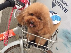 -创凡宠物医院·骨专科  猫科中心(西乡分院)