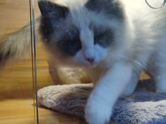 -喵百万·布偶·蓝金金渐层英短·猫舍(百子湾店)