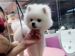 -FAELING PETS美天灵宠物(富力广场店)