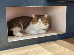 -瞄一喵猫咖(格力海岸店)