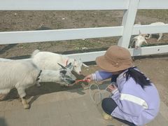 -杭州湾海上花田景区