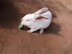 -前小桔亲子创意农场·草莓采摘·露营烧烤