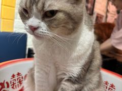 -平行世界·猫咖(首经贸店)
