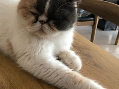 -平行世界·猫咖(首经贸店)