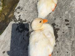 -大鹅岛绿色生态美食园