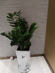 -苑苑vbeauty科技美容SPA
