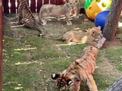 -西霞口神雕山野生动物世界