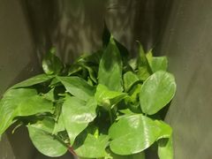 -观唐足道SPA养生会馆(南湖店)