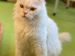 -MOCHA明星猫咖(田子坊店)