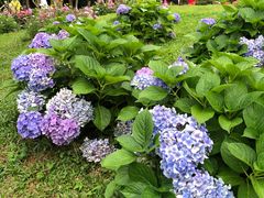 -深圳仙湖植物园