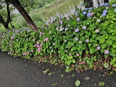 -瑶湖郊野森林公园