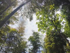 -上海佘山国家森林公园天马山园