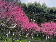-重庆彩云湖湿地公园