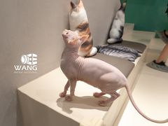 -飞行喵MR PILOT|猫舍·猫咖(静安大融城店)