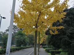 -四川大学(望江校区)