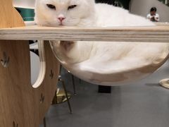 -飞行喵MR PILOT|猫舍·猫咖(静安大融城店)
