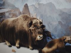 -陕西自然博物馆