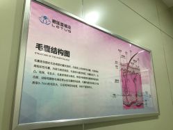 -碧莲盛·不剃发植发