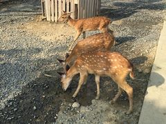 -鹿境梅花鹿生态园区