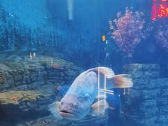 -烟台海昌鲸鲨海洋公园