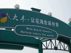 -荷兰花海