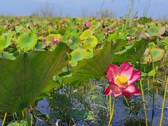 -野鸭湖国家湿地公园